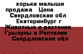 хорьки малыши продажа › Цена ­ 4 000 - Свердловская обл., Екатеринбург г. Животные и растения » Грызуны и Рептилии   . Свердловская обл.